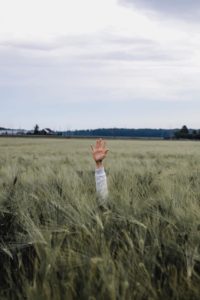 a hand reaching out of a field of barley photo