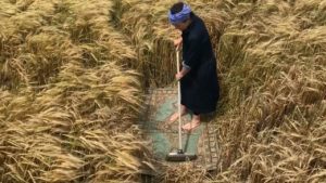 woman sweeping a rug in the middle of a barley field